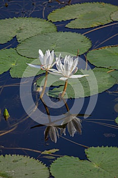 Booming white Lotus in the pond in daytime