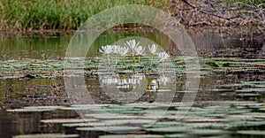 Booming white Lotus in the pond in daytime