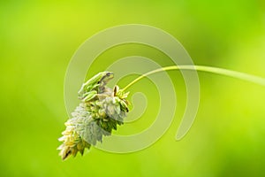 Boomkikker, Common Tree Frog, Hyla arborea