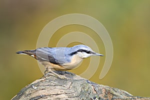 Boomklever, Eurasian Nuthatch, Sitta europaea