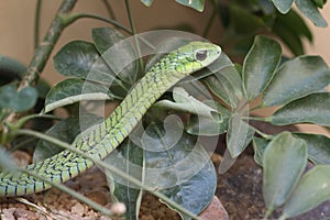 Boomslang