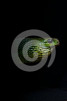Boomslang