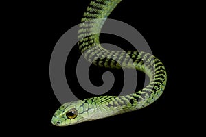 Boomslang Dispholidus typus