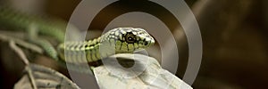 Boomslang - dispholidus typus typus