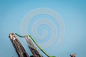 Boomslang or green snake, stretched between dead tree brance