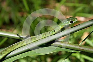 Boomslang Snake