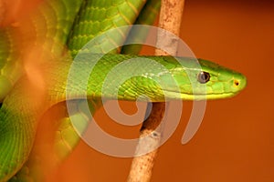 Boomslang Snake