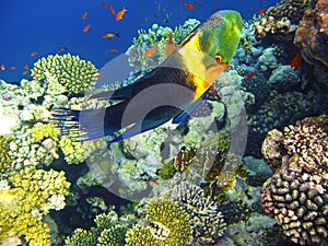 Boomtail wrasse and coral reef