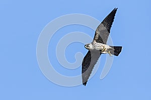 Boomvalk, Eurasian Hobby, Falco subbuteo photo
