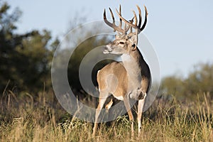 Boone and Crockett drop tine buck