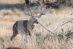 Boone and Crockett Whitetail Buck photo