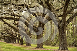 Boone Hall pantation in Charleston SC USA