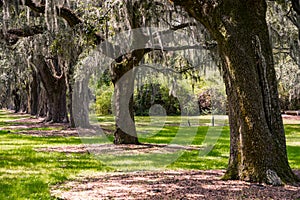 Boone Hall pantation in Charleston SC USA