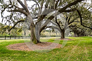 Boone Hall pantation in Charleston SC USA