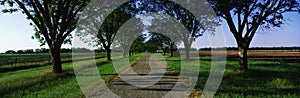 This is the Boone Hall Plantation. The trees are live oaks and Spanish moss. (Ouercusvirginia) They were planted in 1741. The