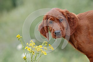 Boony and flower photo