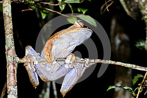 Boophis madagascariensis, andasibe