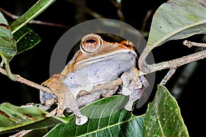 Boophis madagascariensis, andasibe