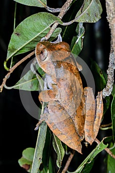 Boophis madagascariensis, andasibe