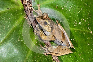 Boophis madagascariensis, ranomafana