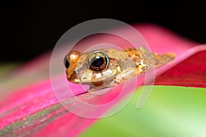 Boophis picturatus, juvenile, Ranomafana National Park, Madagascar wildlife