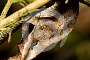 Boophis quasiboehmei, Ranomafana National Park, Madagascar wildlife