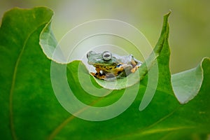 Green tree frog on the leaf photo