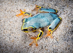 Boophis tree frog of Madagascar