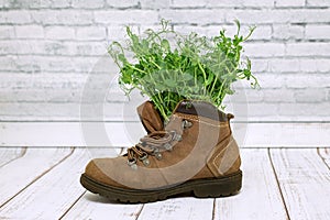 A boot with green plants in it