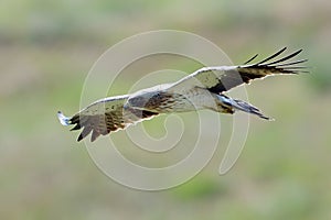 The Booted Eagle (Aquila pennata)