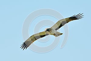 The Booted Eagle (Aquila pennata) photo