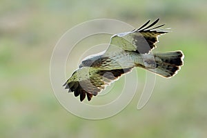 The Booted Eagle (Aquila pennata) photo