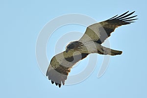The Booted Eagle (Aquila pennata)