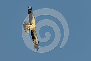 The Booted Eagle (Aquila pennata)
