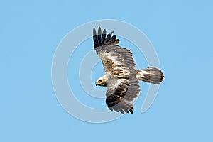 The booted eagle Aquila pennata