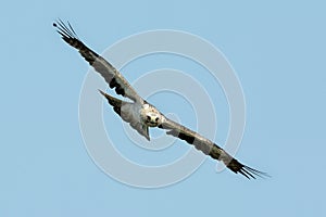The booted eagle Aquila pennata