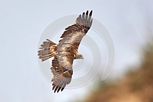 Booted eagle (Aquila pennata) in natural habitat