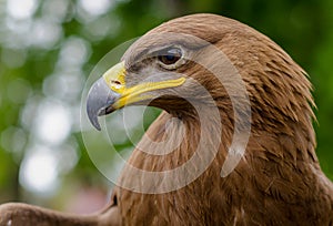 Booted Eagle - Bird of Prey