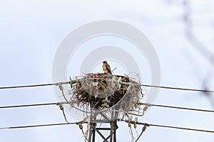 Booted eagle upon electricity pole in Spanish Ceguilla
