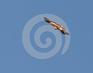 A Booted Eagle in fast flight