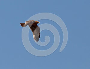 A Booted Eagle in flight