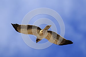 Booted eagle in flight - Hieraaetus pennatus.