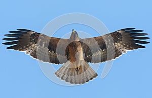 Booted Eagle flying on blue sky