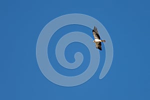 Booted eagle flying high in a deep blue sky