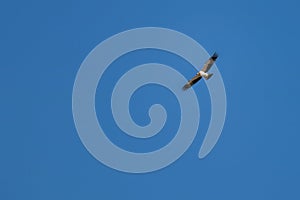 Booted eagle flying high in a deep blue sky