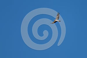 Booted eagle flying high in a deep blue sky