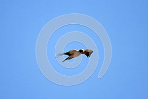 Booted eagle, Hieraaetus pennatus