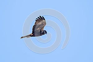 Booted Eagle hieraaetus pennatus in the Marshes of the Ampurdan photo