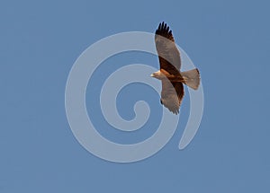 A Booted Eagle hovering in a blue sky photo