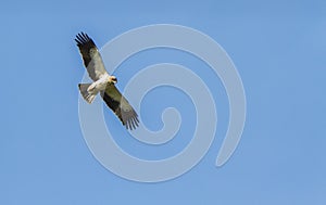 A Booted Eagle hovering in a blue sky